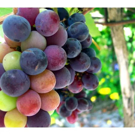 Mansion With Pool & Terrace بيت للعطل Nava